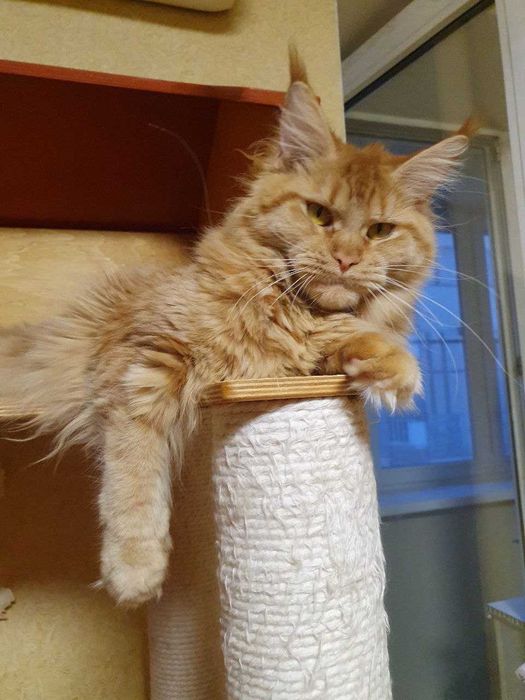 Красуня Фрея шукає котобатьків !