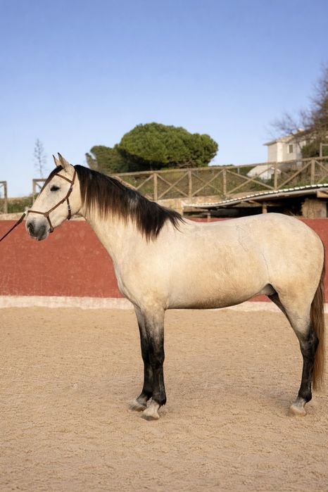 Young Lusitano Horses