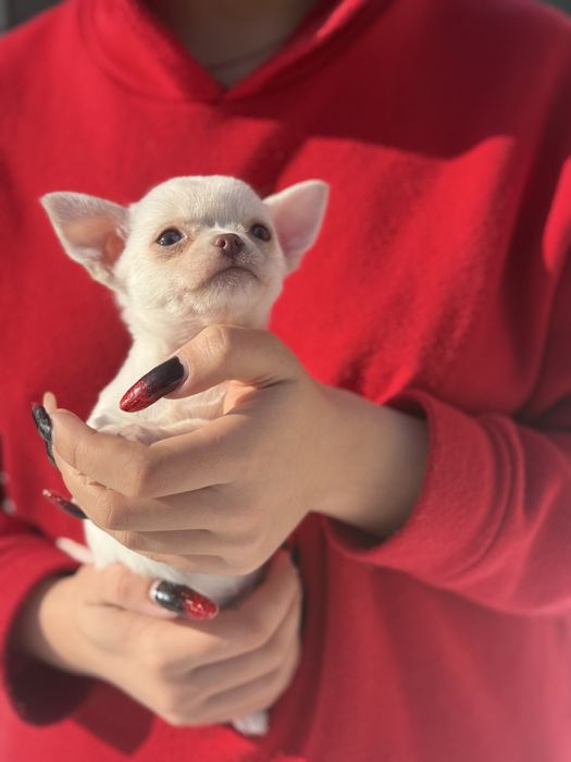 дівчінка Миколаїв