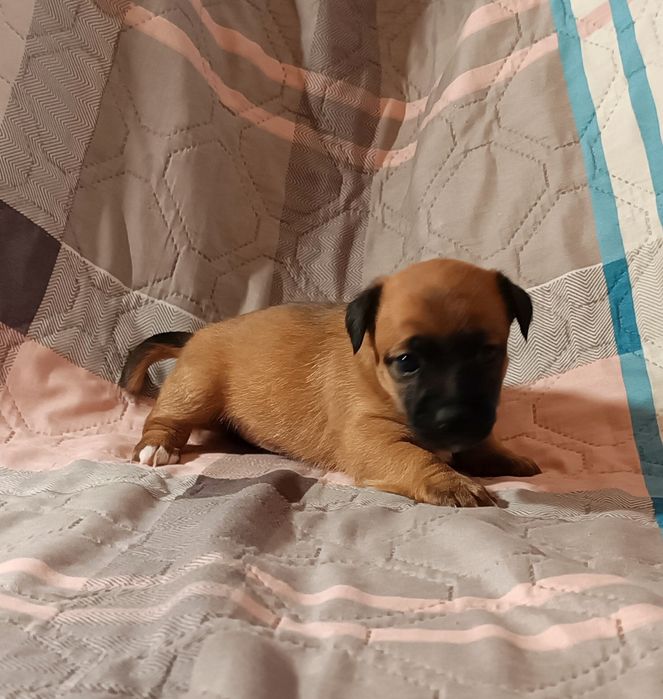 Джек Рассел тер'єр метіс