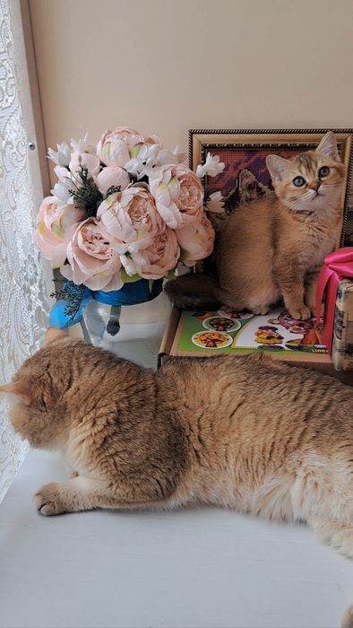 Шикарне кошеня золота шиншила, британське кошенятко