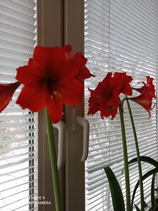 Гипеаструм цветок