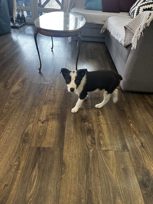 Терміново. Бордер коллі . Залишились два хлопчика