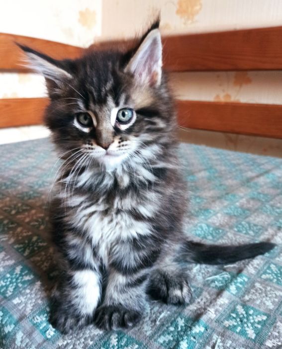 Кошеня мейкуни дівчинка