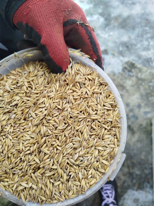 Sprzedam owies z 2025r.