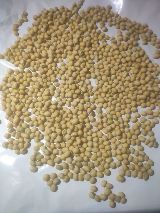 Соя харчова,соя не гмо