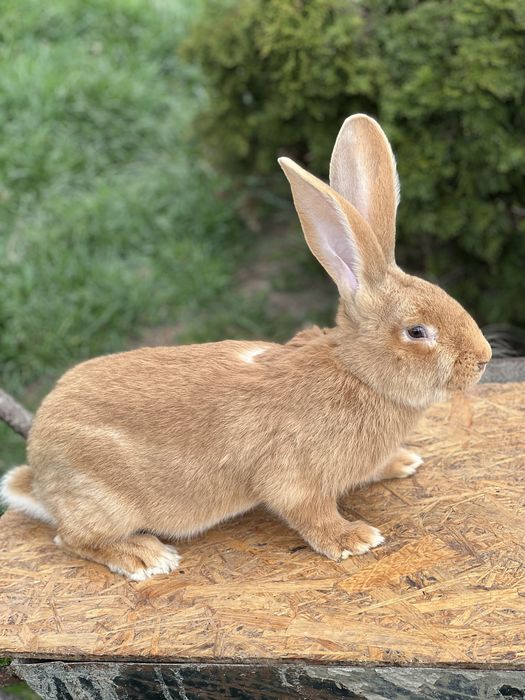 Olbrzym belgijski żółty  bóż samiec