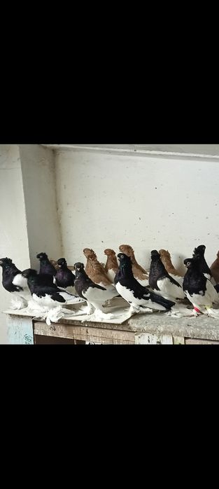 Sroczka polska krótkodzioba młode 25