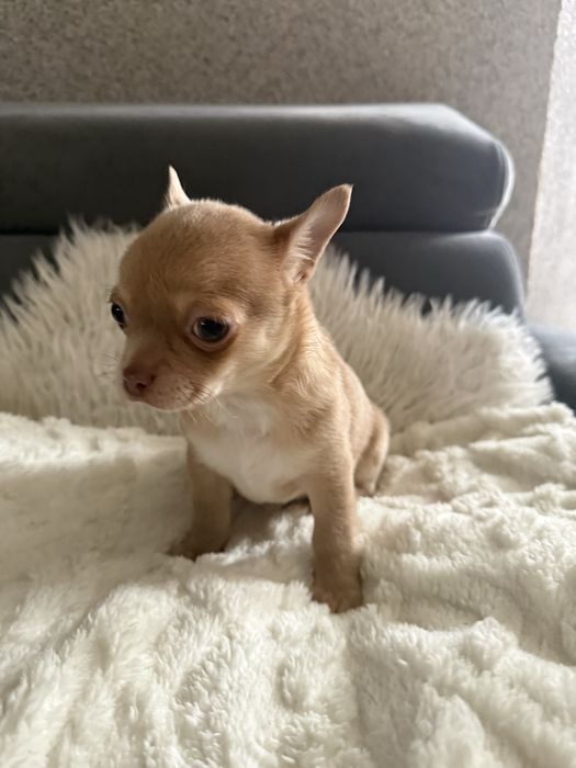 Chihuahua szczeniak