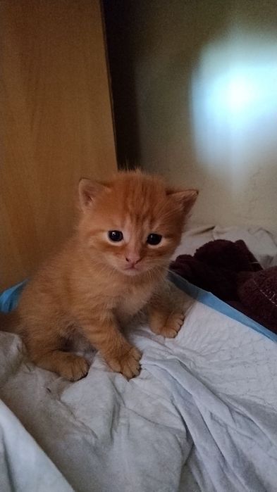 отдам котят в добрые руки