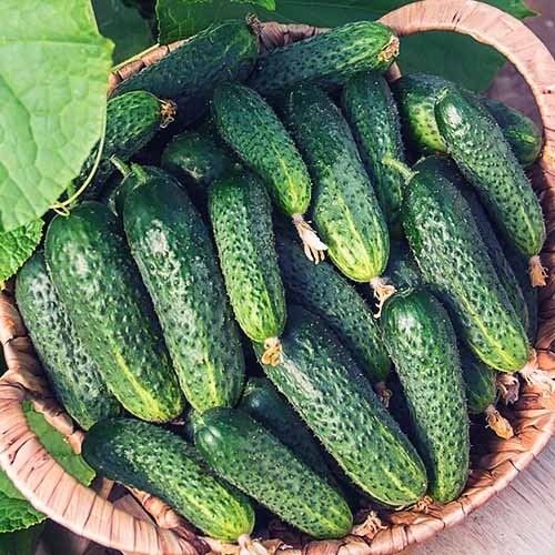 Семена Насіння САТІНА F1 SATINA F1 огурец огірок