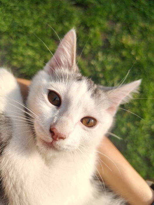 Milka szuka nowego domu! Tylko w dobre ręce!
