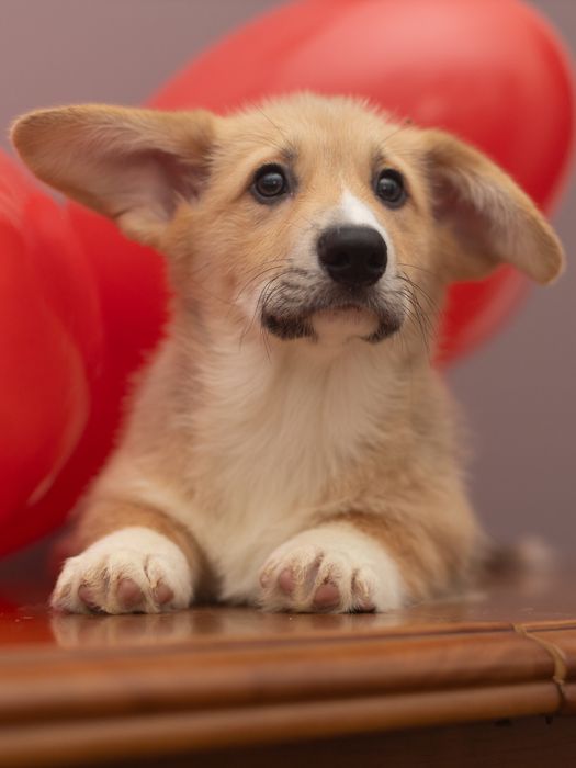 Хлопчик вельш коргі пемброк