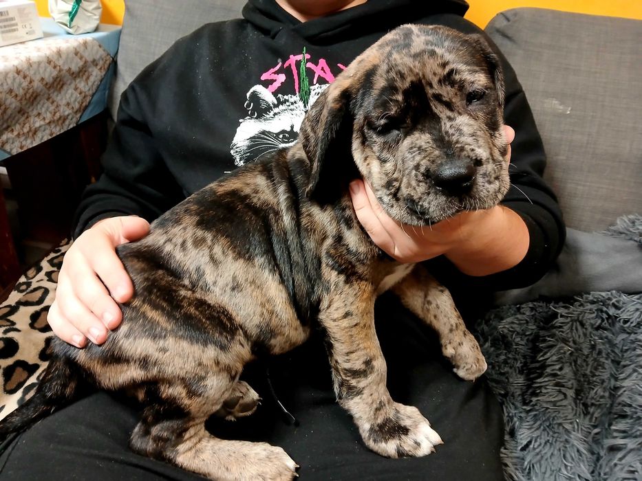 bandog w Twojej okolicy? Sprawdź kategorię Psy rasowe