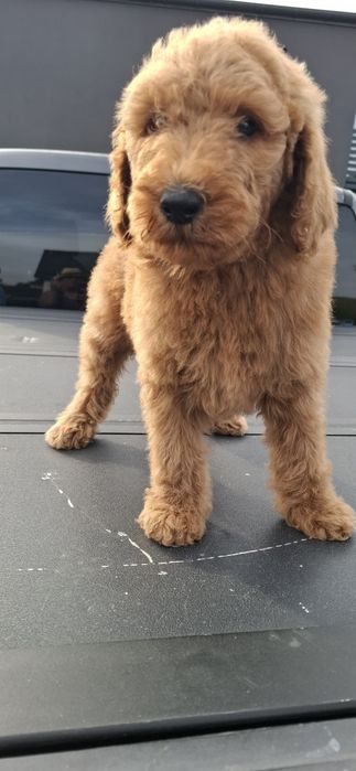 Goldendoodle f1b standard
