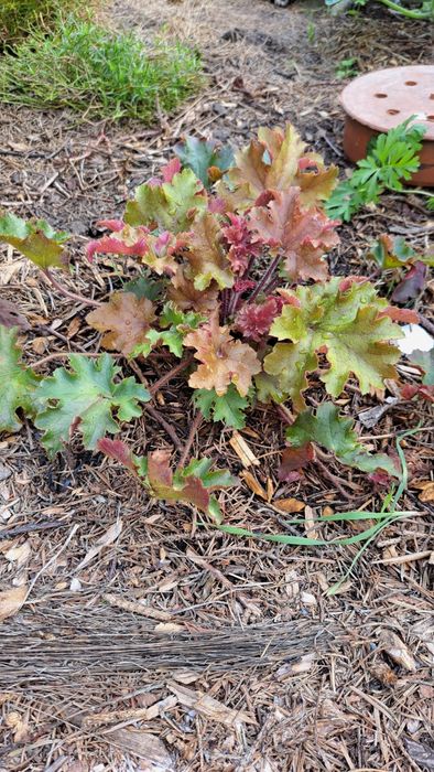 Саджанці гейхери.