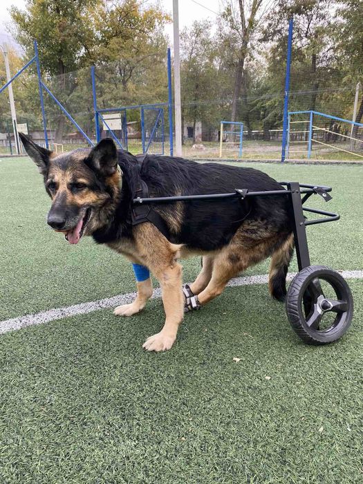 Изготовление инвалидных колясок для собак Инвалидная коляска для собак