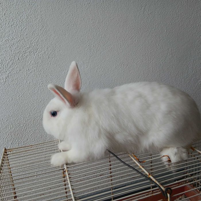 Coelho de raca ana
