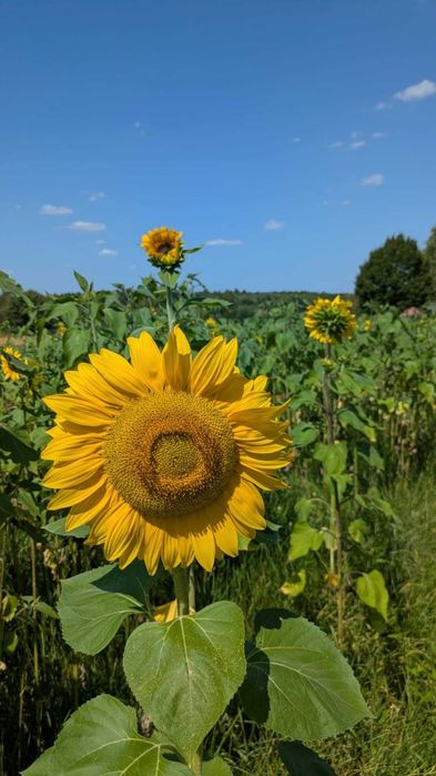 Kwiat słonecznika na bukiety