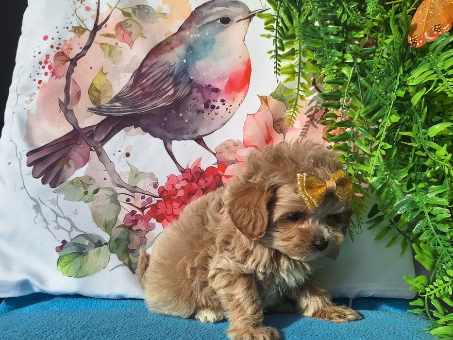 Maltipoo mini mini piesek z certyfikatem