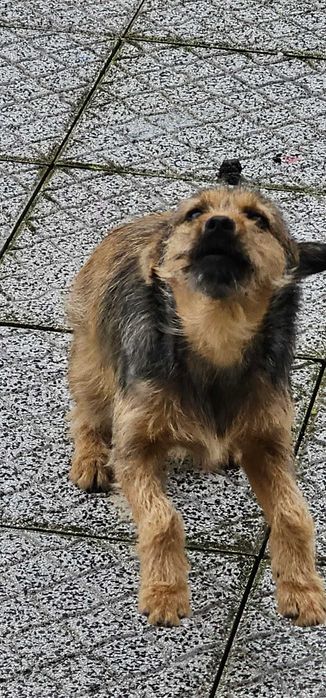 Cachorra para adocao responsavel