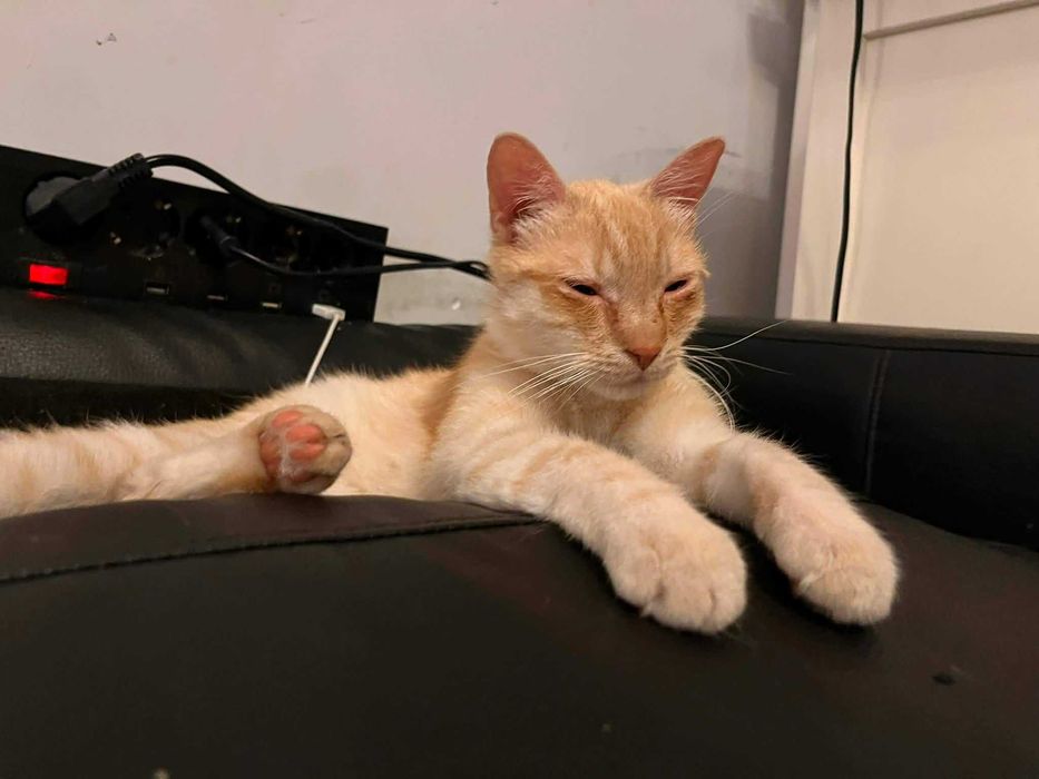 10 mies. kastrowany Kisiel do adopcji