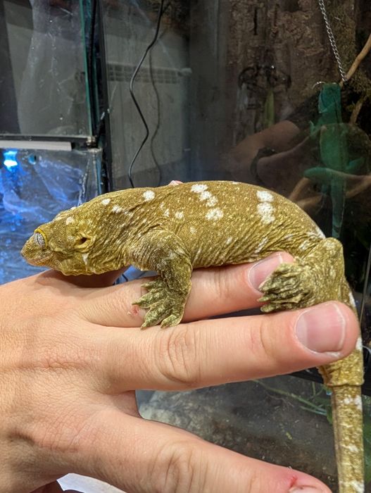 Sprzedam gekona nu ami