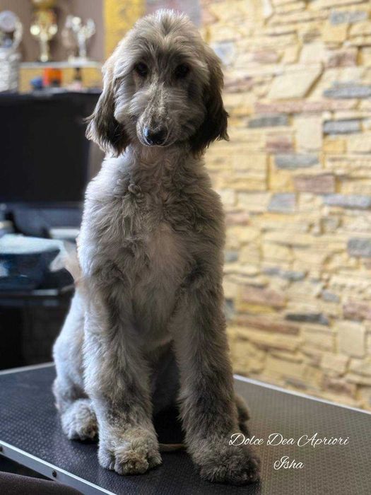 Щенки афганской  борзой