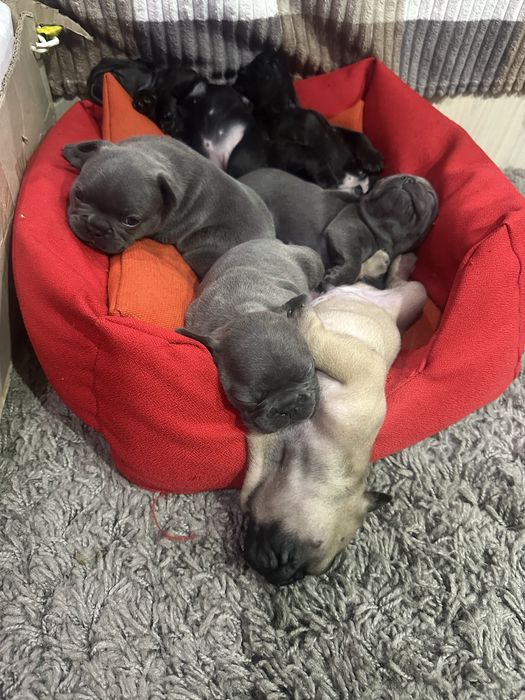 Щенки Французкого бульдога. З документами