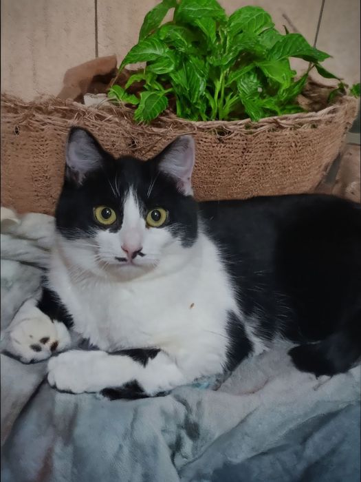 Стерилизованная молодая домашняя кошка ищет дом!