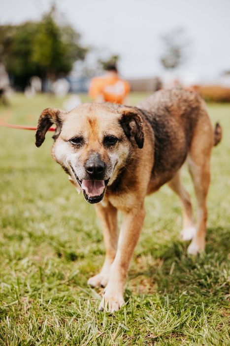 Janinka do pilnej adopcji!