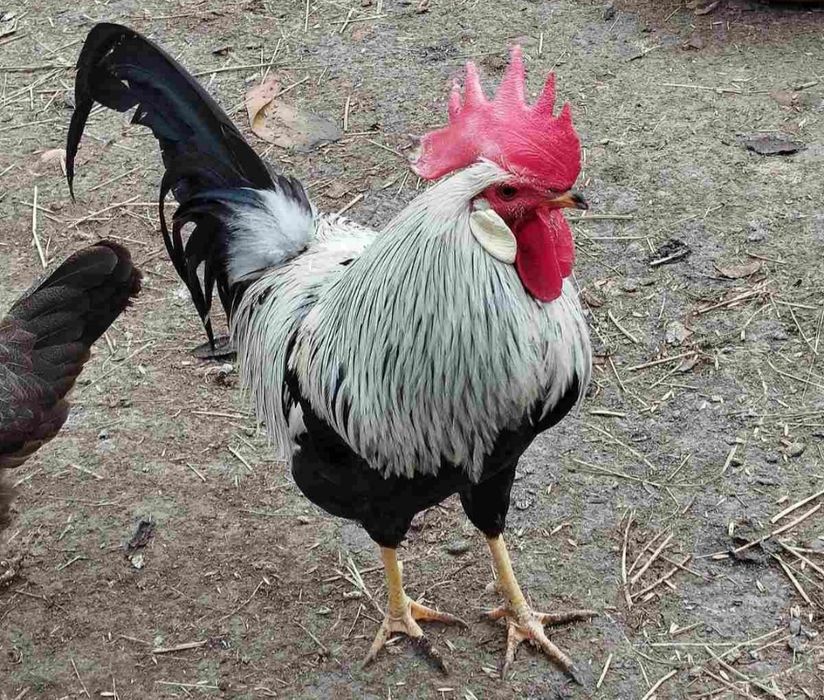 Інкубаційні яйця породи леггорн срібний .