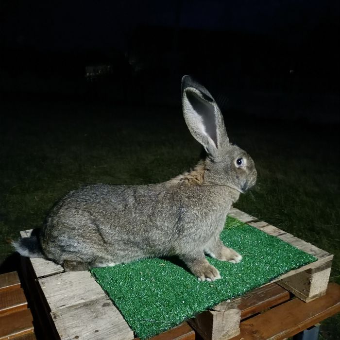 Króliki Olbrzym Belgijski, Olbrzym Srokacz