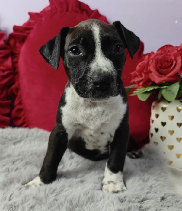 Urocza i rodzinna suczka amstaff!