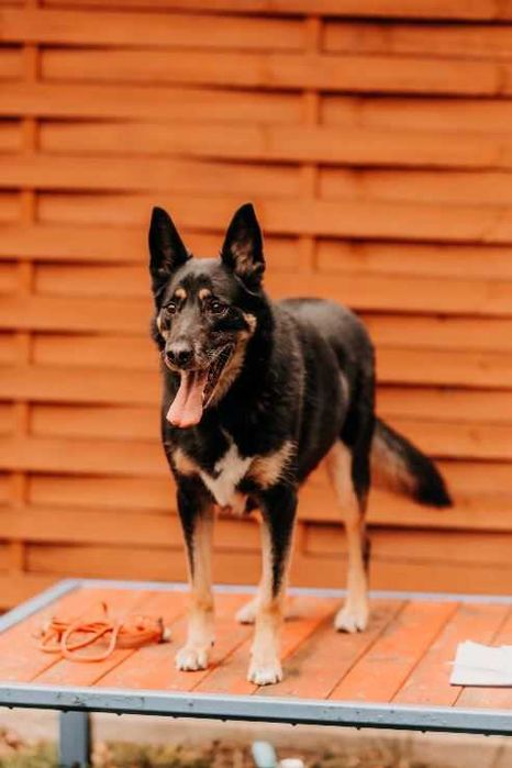 Piękny, mądry, spokojny Szaman poleca się do adopcji!!!