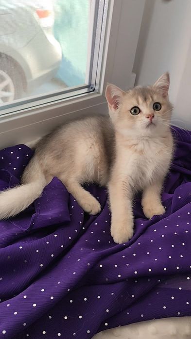 Неймовірно шикарний прямовухий котик шотландська золота шиншила