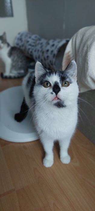 Nina cudowna koteczka do adopcji