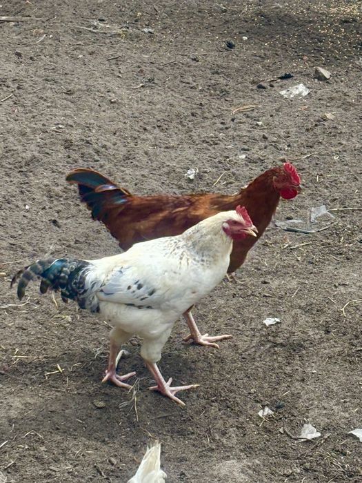 Sprzedam mlode koguty