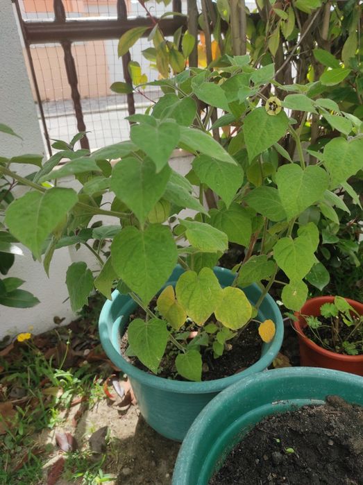 Vendo planta de fisalis