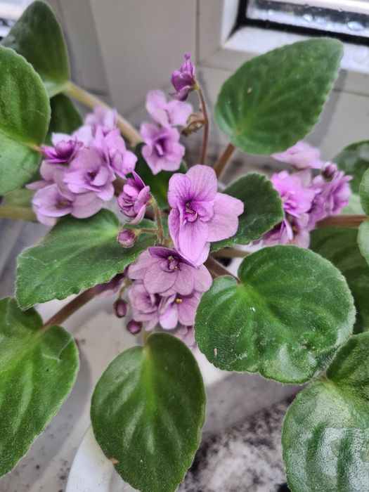 Комнатные цветы разные