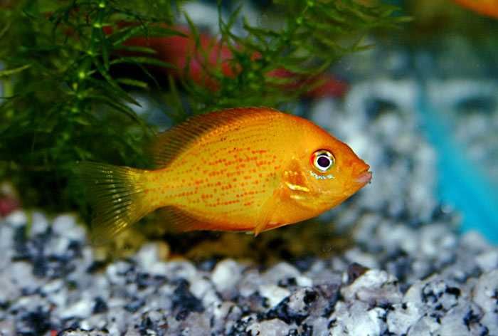 GB Żółtaczek Indyjski - dowóz ryb!