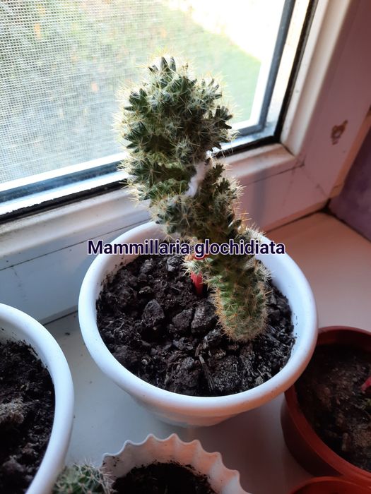 Кактуси різних видів