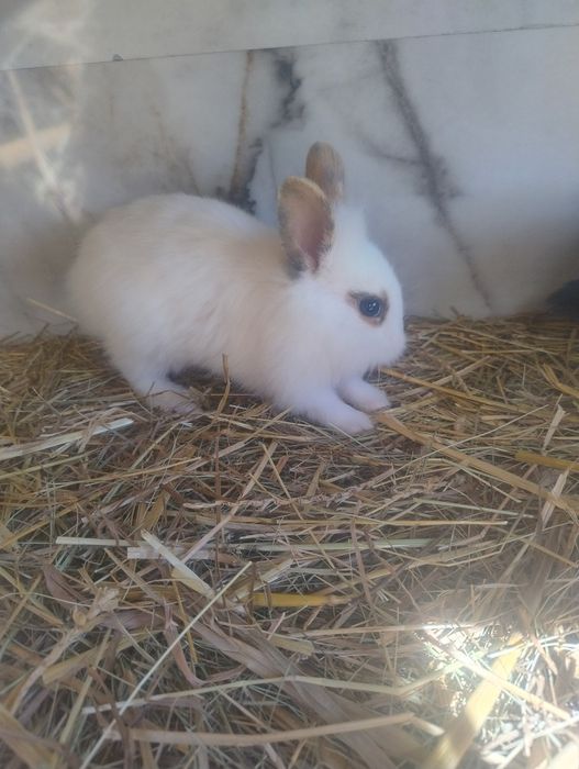 Króliki miniaturki