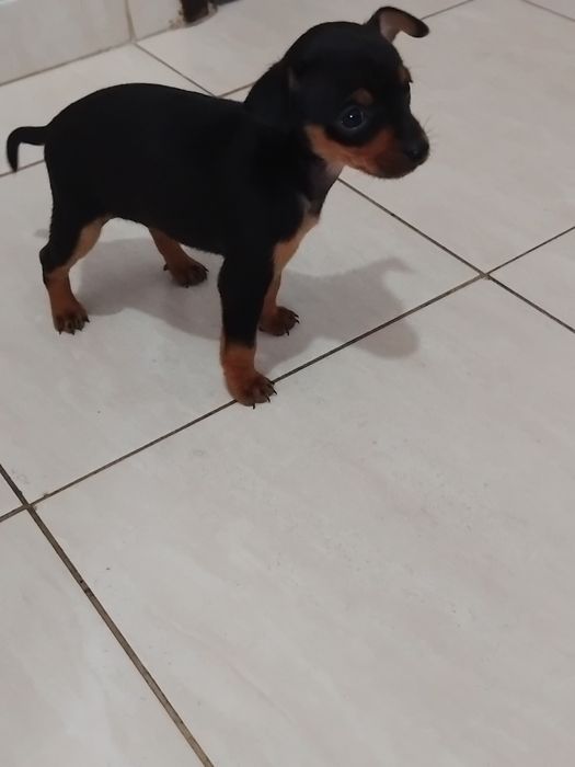 Vendo pinscher miniatura