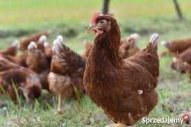 Kury nioski młode z jajkiem z dowozem gratis.Rosa Mesa Leghorn.