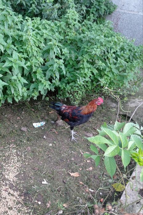 Kogut zielononóżki