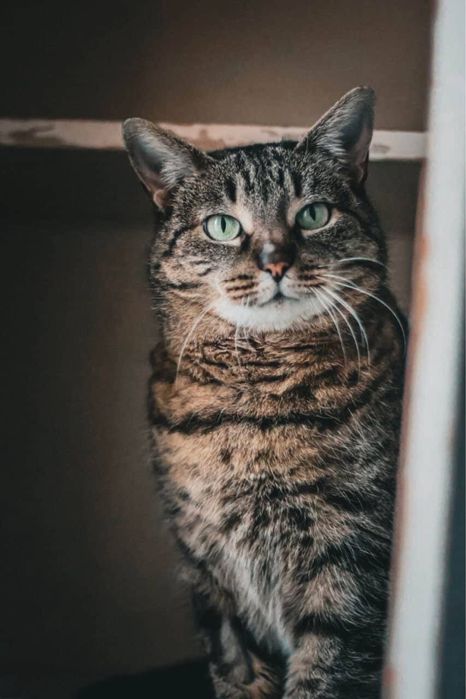 Кошка. Кішечка. Кошка. Киця. Кішка.