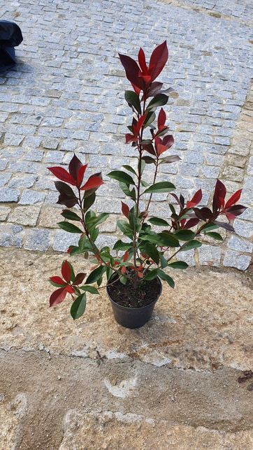 photinias, fotinias para sebes vermelha-