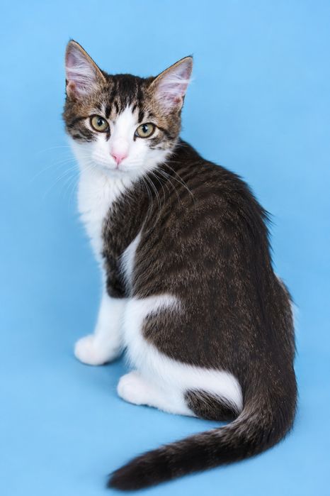 Маленькая котенок девочка табби ищет дом! Котята в хорошие руки!