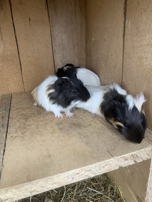 Морські свинки молоді так і старші